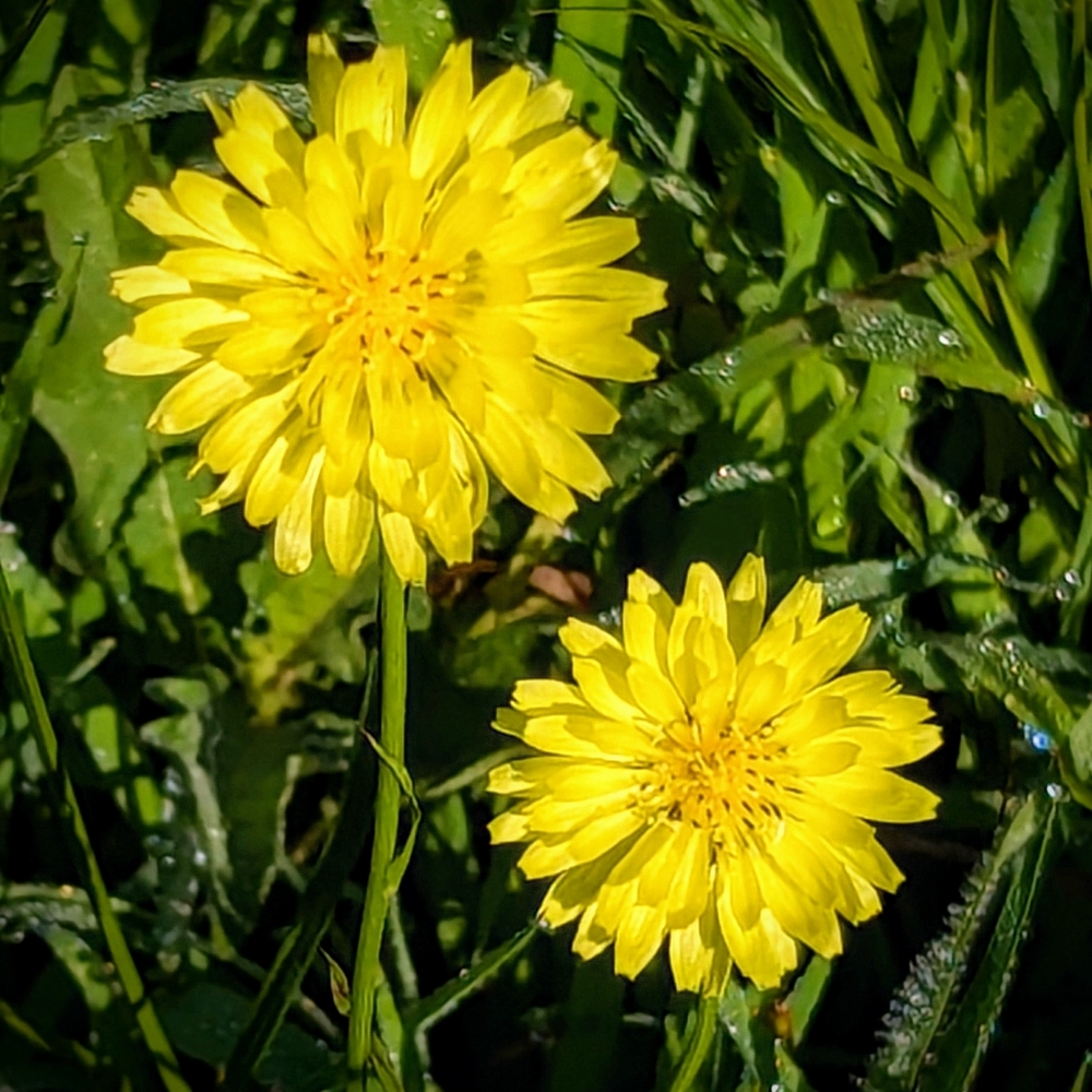 Meet your Posher, Carrie